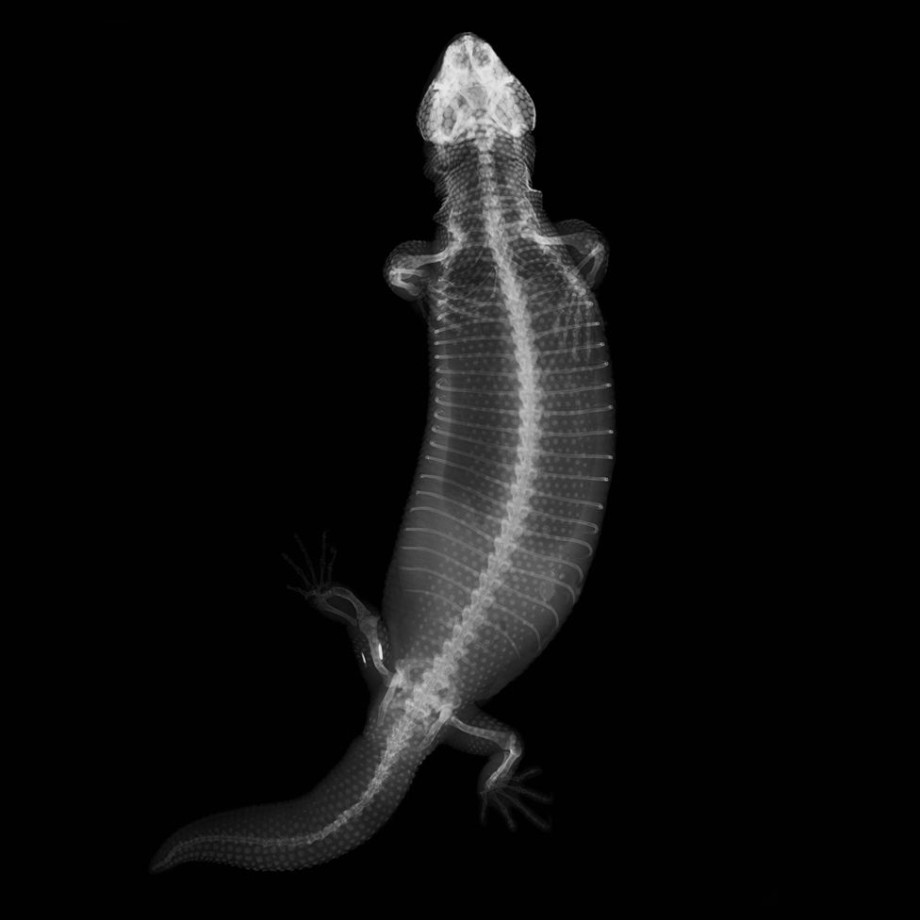 Лондонский зоопарк выложил в Сеть рентгеновские снимки своих животных
