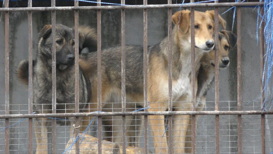 Феи для бездомных псов: как четыре подруги открыли приют для животных