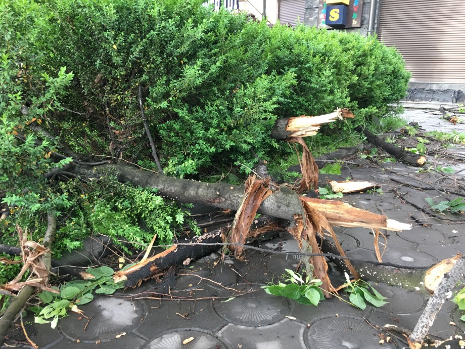 Шквалистый ветер повалил десятки деревьев во Владикавказе