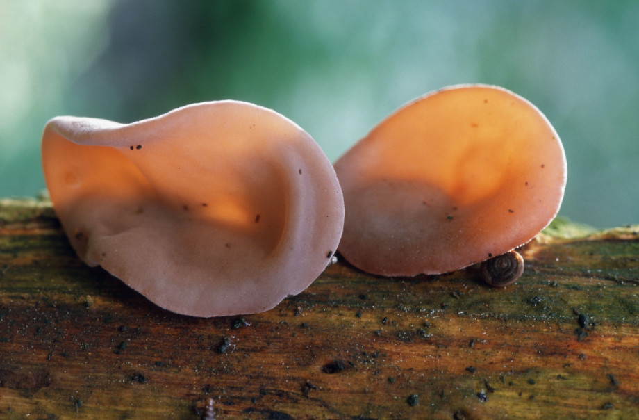 Ежовик гребенчатый и еще 9 удивительных съедобных грибов, которые растут в России