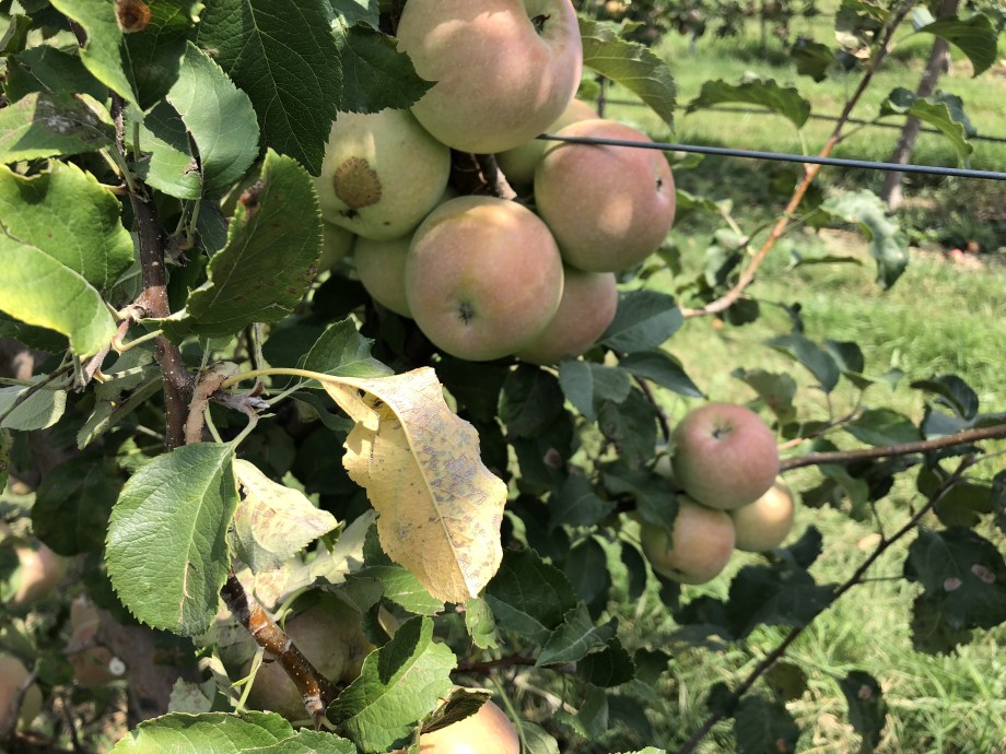 Богатейший урожай ранних сочных яблок планируют собрать в Грузии