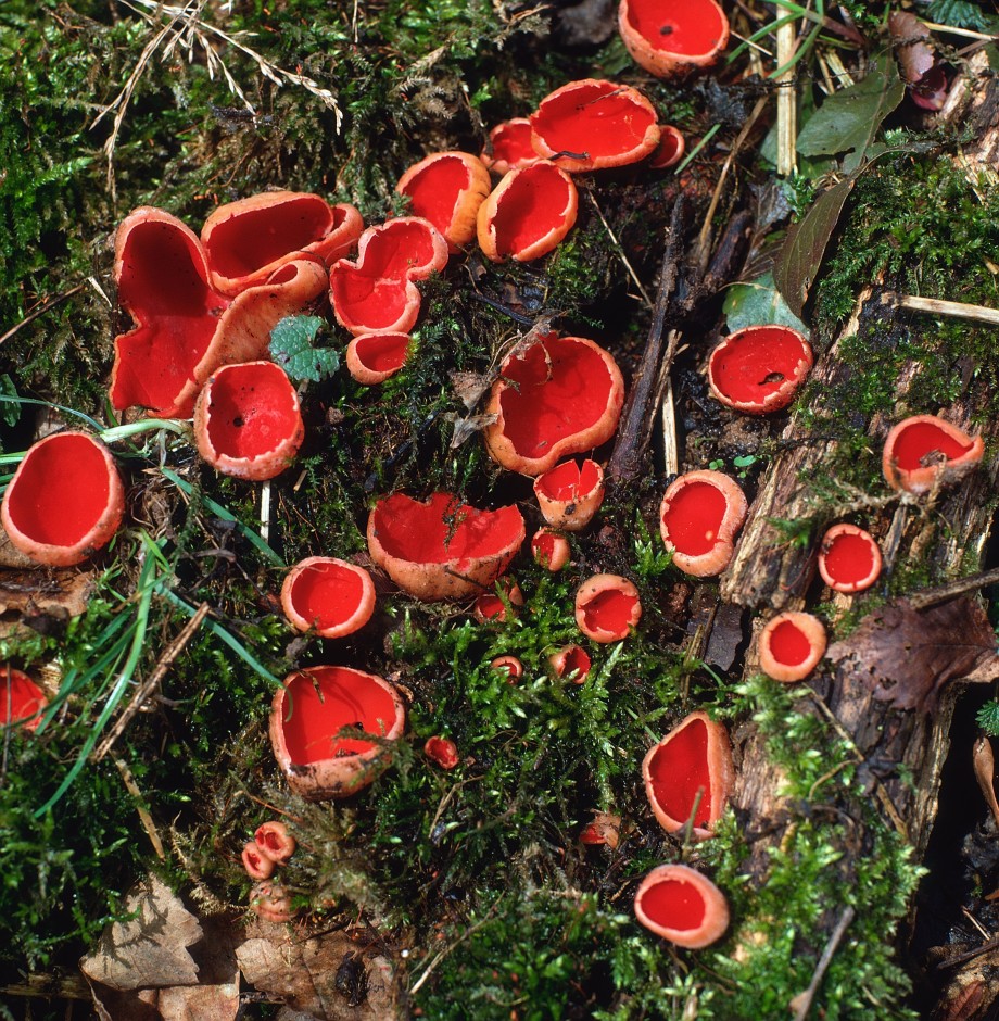 Ежовик гребенчатый и еще 9 удивительных съедобных грибов, которые растут в России