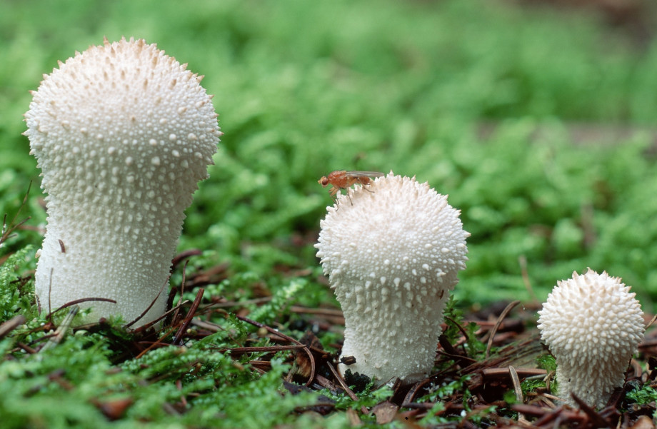 Ежовик гребенчатый и еще 9 удивительных съедобных грибов, которые растут вРоссии