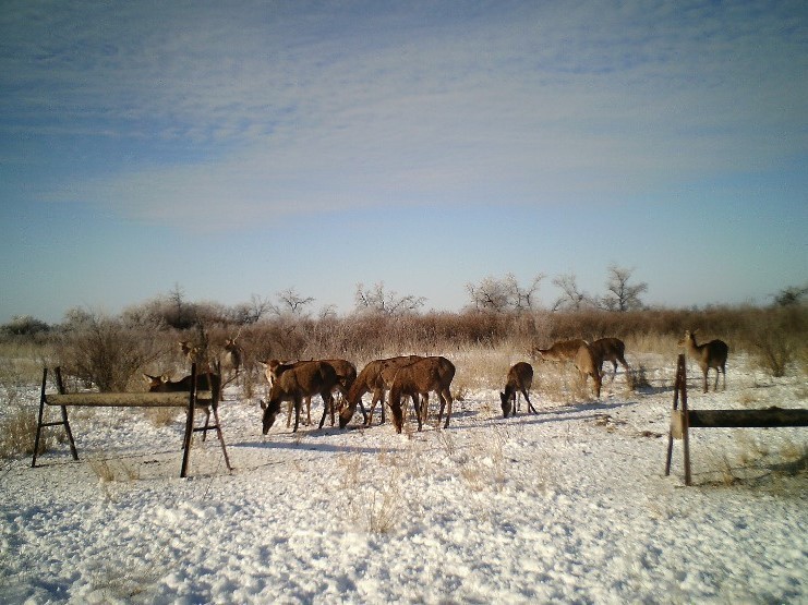 Гарем, питание и свобода: как в Казахстане разводят бухарских оленей и кабанов