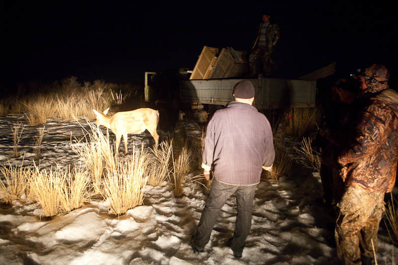 Гарем, питание и свобода: как в Казахстане разводят бухарских оленей и кабанов