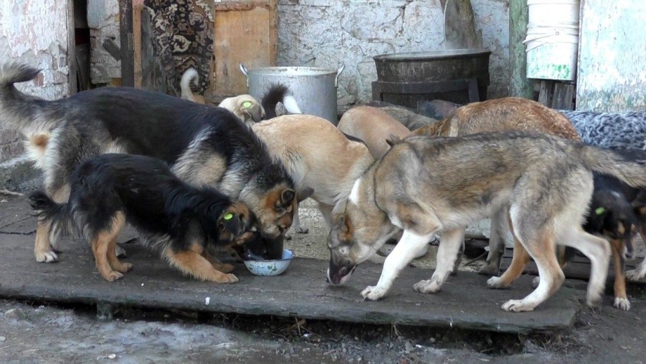 «МИР» привез подарки в приют для бездомных собак в Нальчике
