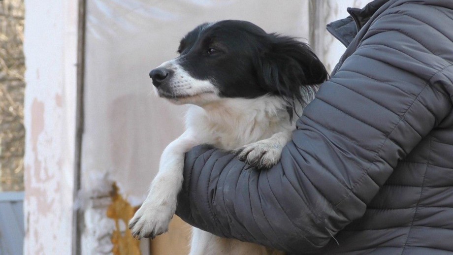 «МИР» привез подарки в приют для бездомных собак в Нальчике
