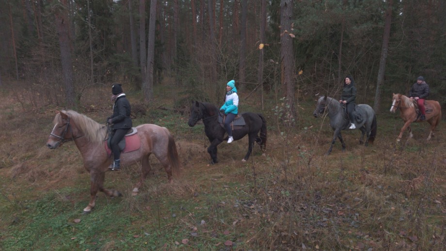 Белорусская упряжная: как в стране пытаются сохранить единственную местную породу лошадей