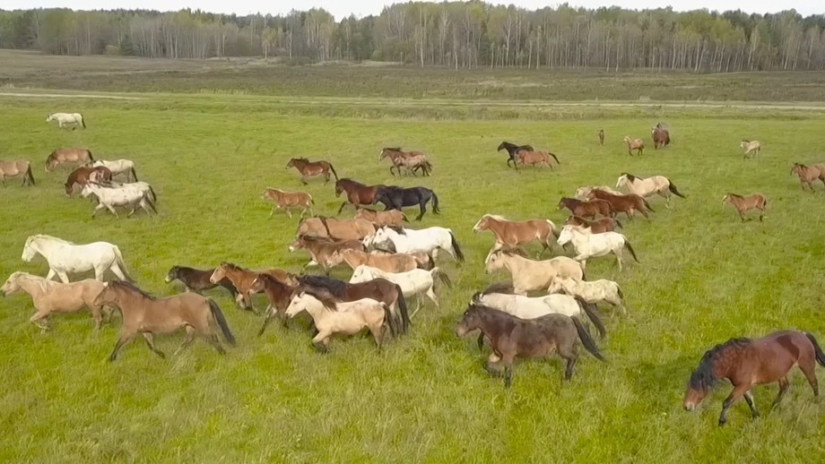 Белорусская упряжная: как в стране пытаются сохранить единственную местную породу лошадей