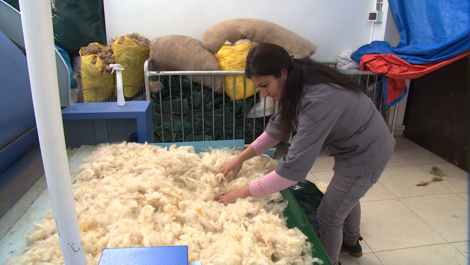 Армянское руно: как в республике возрождают переработку овечьей шерсти