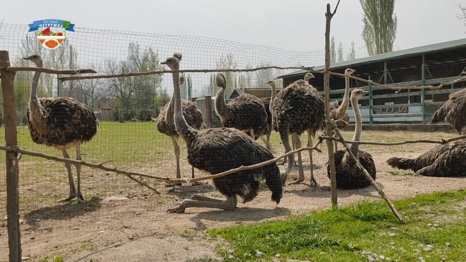 Революция в животноводстве: в Кыргызстане начали выращивать страусов