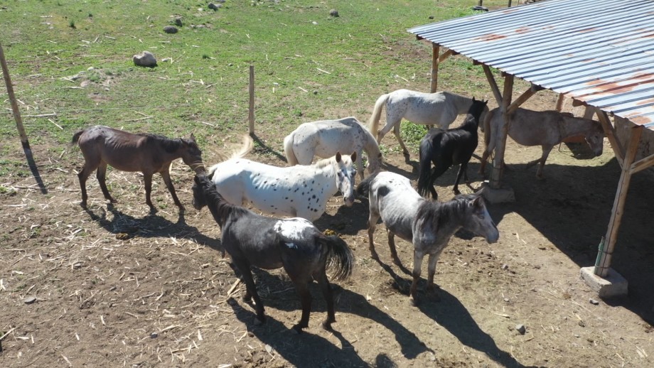 Как съемки фильма повлияли на разведение в Кыргызстане знаменитой породы лошадей аппалуза