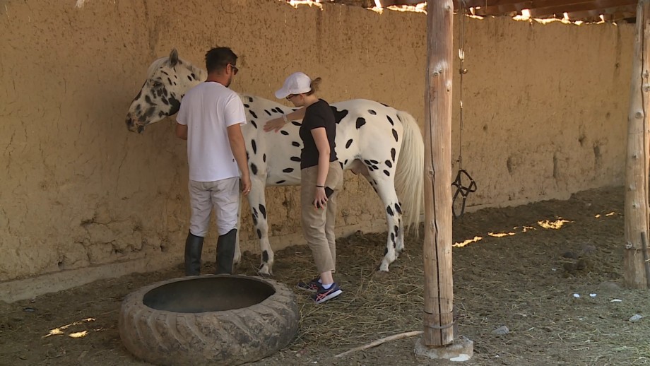 Как съемки фильма повлияли на разведение в Кыргызстане знаменитой породы лошадей аппалуза