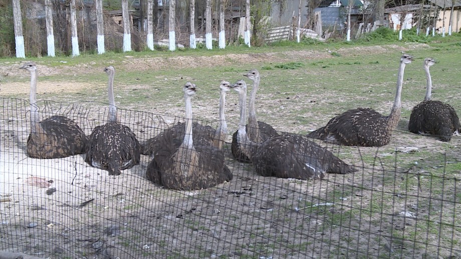 Революция в животноводстве: в Кыргызстане начали выращивать страусов