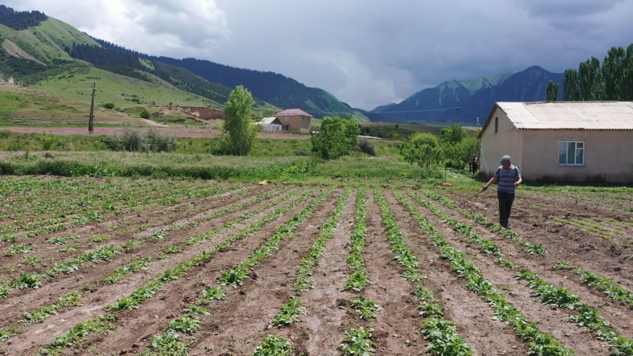 Сделать мир натуральнее. Как в Кыргызстане развивают органическое сельское хозяйство?