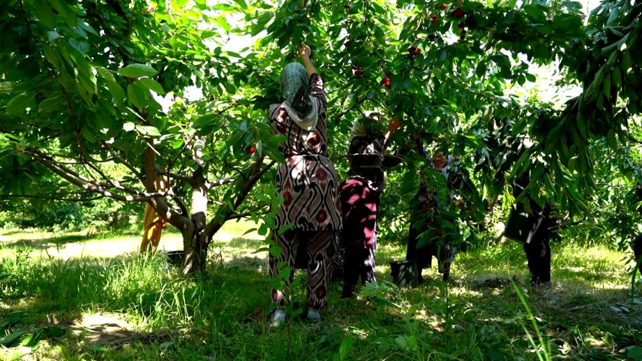 В гостях у «королевы Аравана»: как выращивают и куда поставляют черешню «кокон-гиляс»