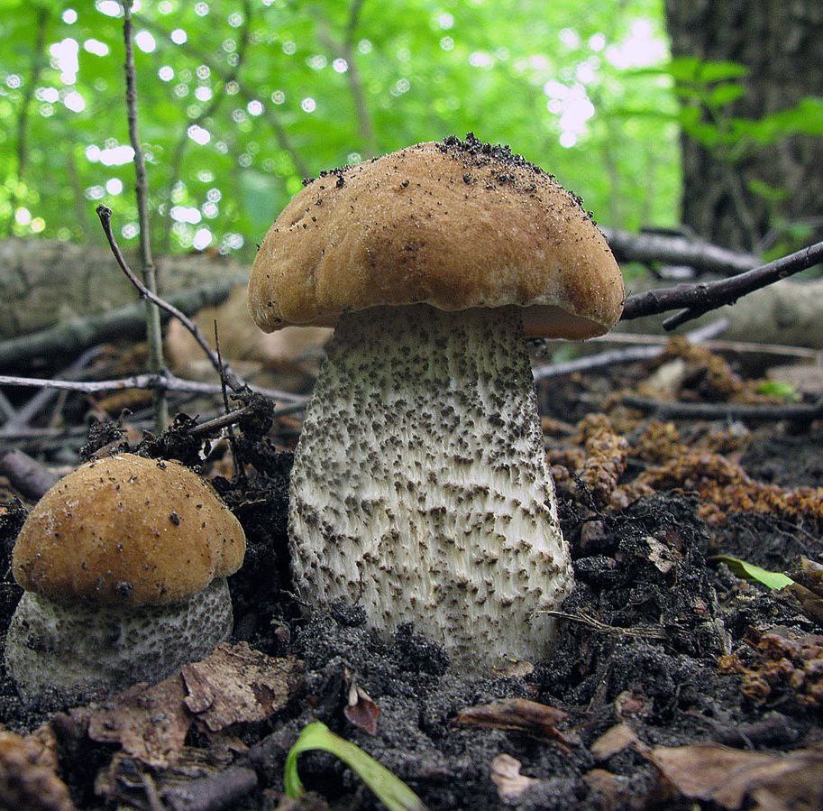 Какие грибы можно собирать в Подмосковье и на какое время приходится сезон их сбора?