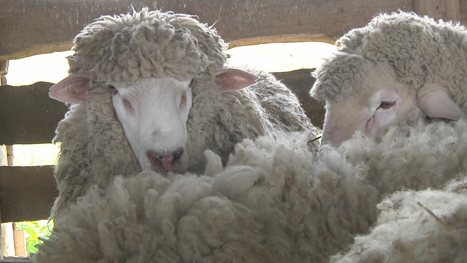 Под ноль: в хозяйствах Ставрополья началась стрижка овец