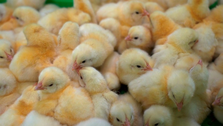 «Золотые» курочки: как работает самая крупная в Кыргызстане птицефабрика
