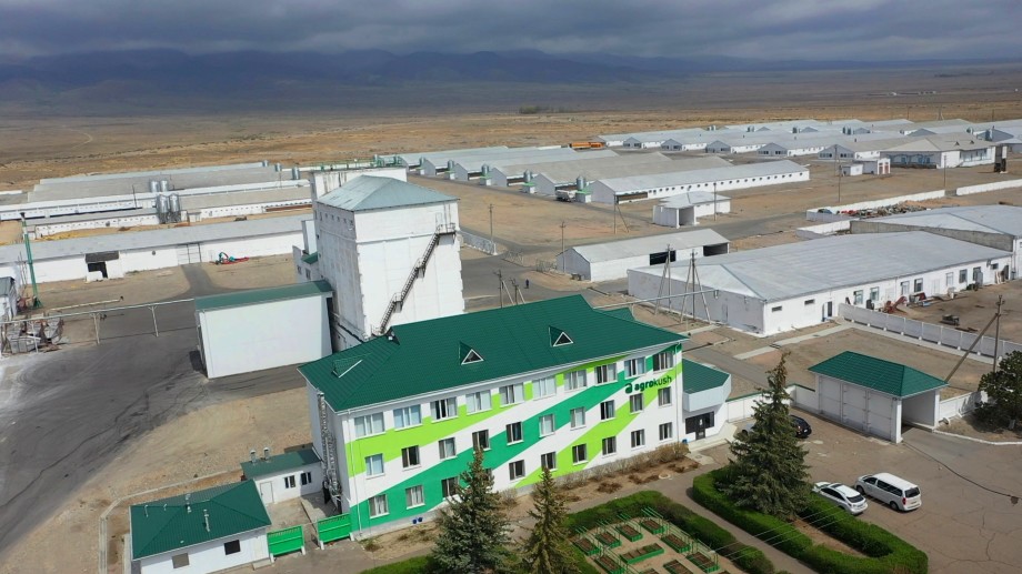 «Золотые» курочки: как работает самая крупная в Кыргызстане птицефабрика