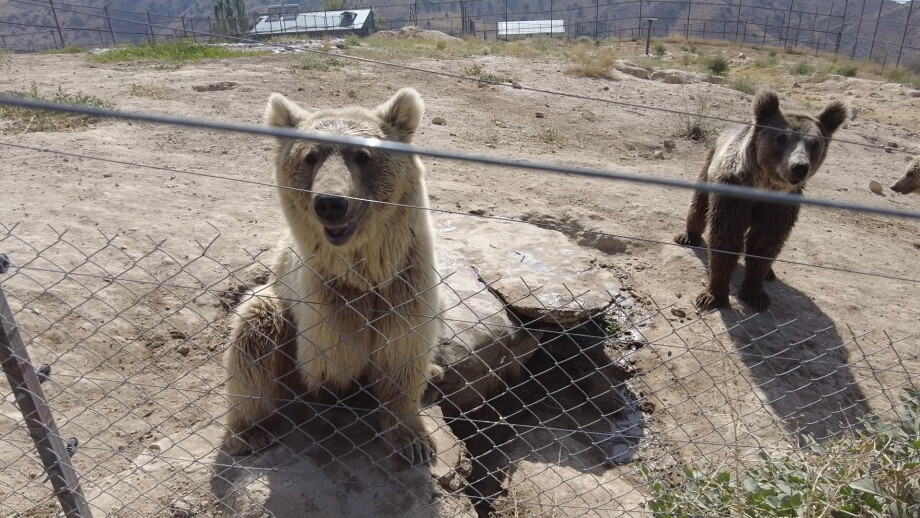 Рожденные жить на воле: как в Армении спасают медведей