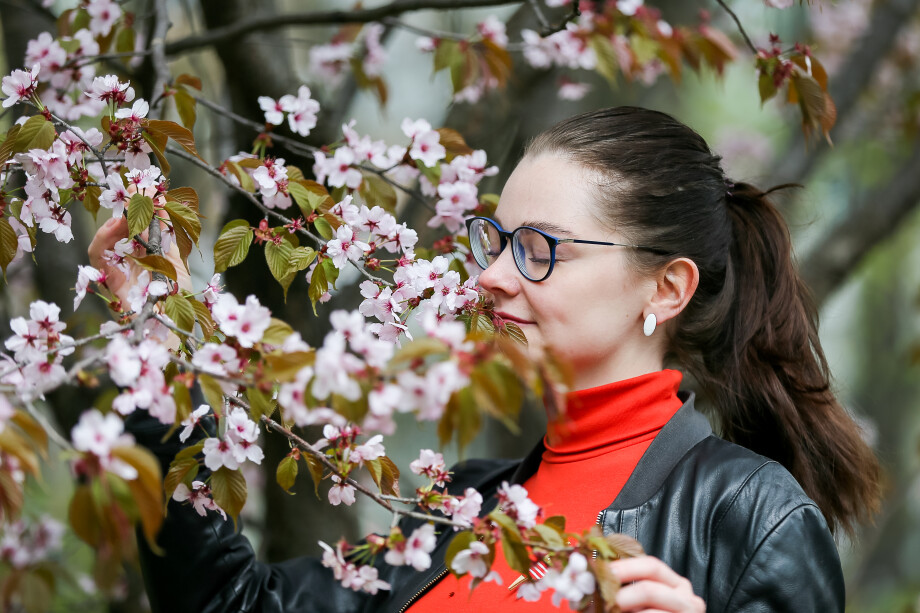 Где любоваться цветением сакуры в Москве?