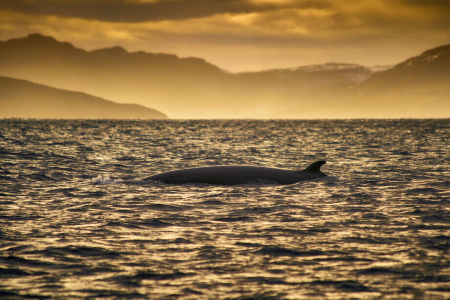 Северное сияние, киты и олени: ради чего стоит поехать на Кольский полуостров?