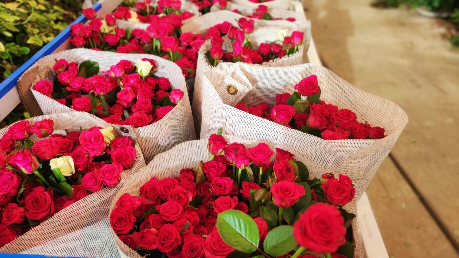 Чтобы роза стояла: под Петербургом вырастили миллиард алых цветов и разгадали секрет вечного букета