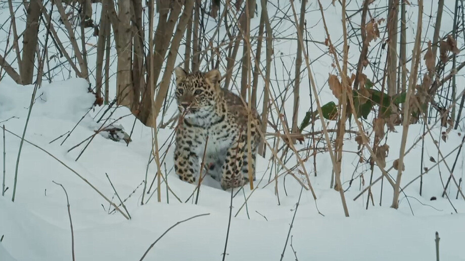 Новый дом: выпущенные в дикую природу переднеазиатские леопарды успешно обживают горы Северного Кавказа