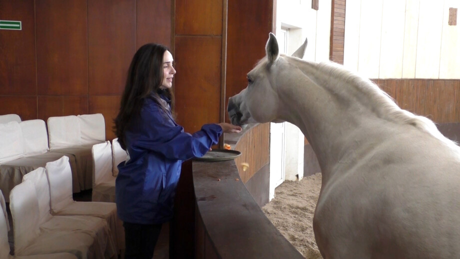 «Русский араб»: как на Ставрополье разводят идеальную лошадь?