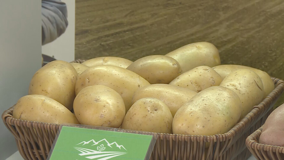 Как в Северной Осетии выращивают картофель в пробирках?