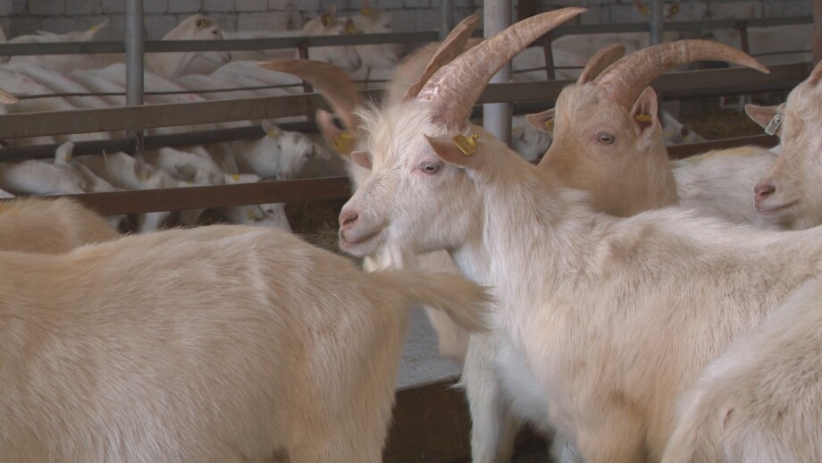 В Азербайджане разведение коз стало одним из самых перспективных направлений в животноводстве