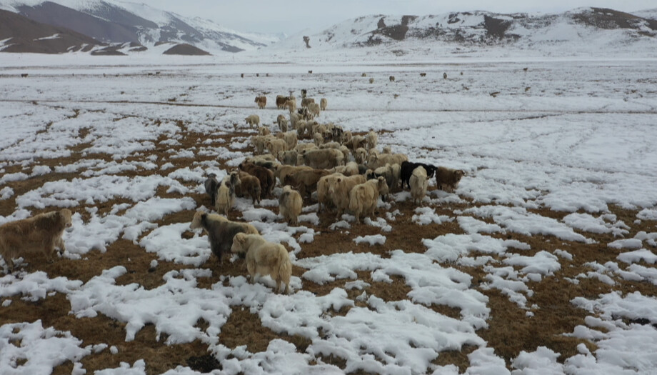 Среди гор и волков: как в Кыргызстане разводят белых яков
