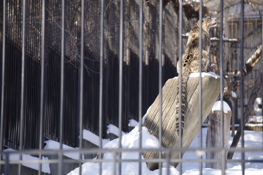 Зима в Кишиневском зоопарке: как питомцы переживают снег и морозы?
