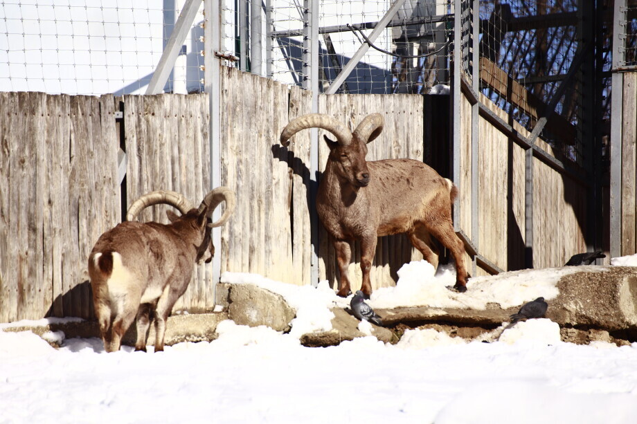 Зима в Кишиневском зоопарке: как питомцы переживают снег и морозы?