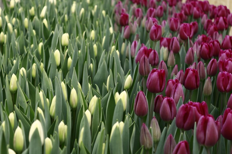 Тюльпаны – символ 8 Марта в Молдове