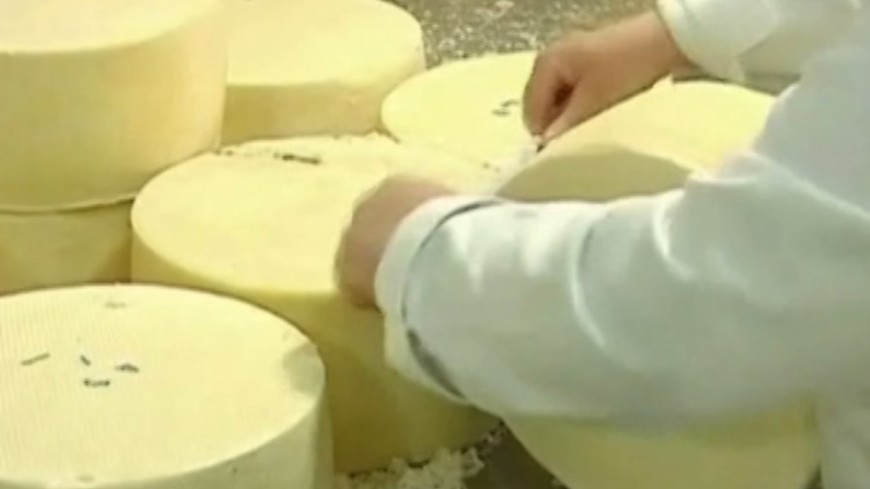 Корейцы нашли способ пролить жизнь с помощью сыра