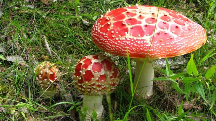 Фото: Елизавета Шагалова, &quot;«МИР 24»&quot;:http://mir24.tv/, грибы, мухомор, гриб