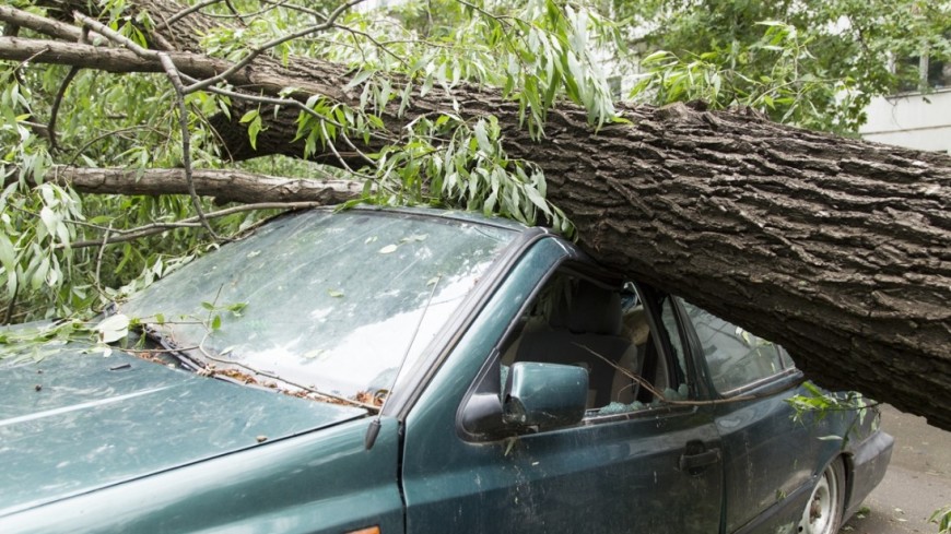 Фото: Максим Кулачков (МТРК «Мир») &quot;«Мир 24»&quot;:http://mir24.tv/, разбитая машина, упало дерево, дерево, ураган, шторм, ветер, машина, ливень, дождь, гроза