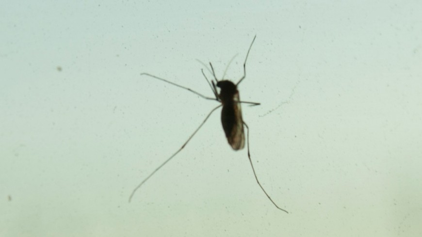 Фото: Елена Андреева, &quot;«Мир24»&quot;:http://mir24.tv/, комар