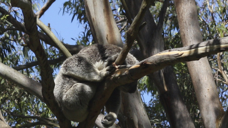 Гигантская коала. Коала на столбе. Коала забирается на ногу. Коала забирается на гору. Коала остров