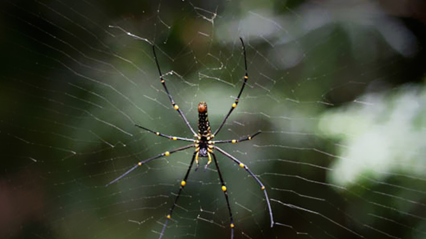 Ученых шокировал новгородский ядовитый паук-оса