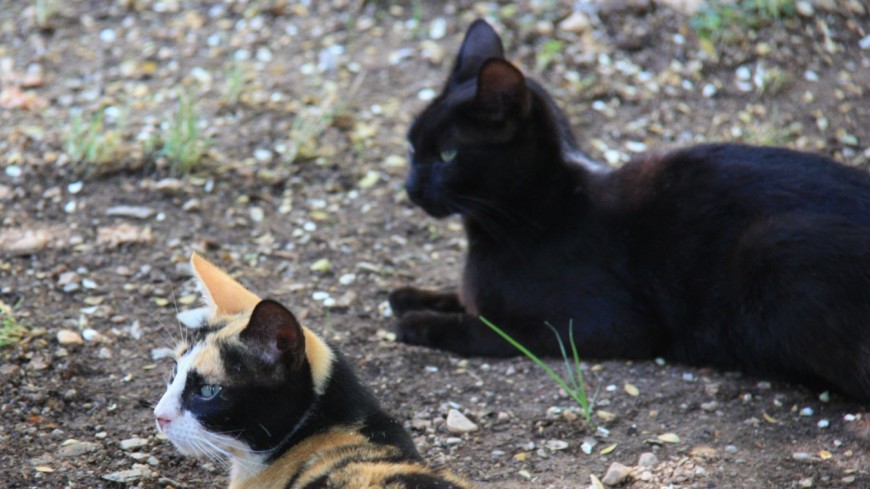 Ученые: кошки  жили в селениях людей уже 5300 лет назад