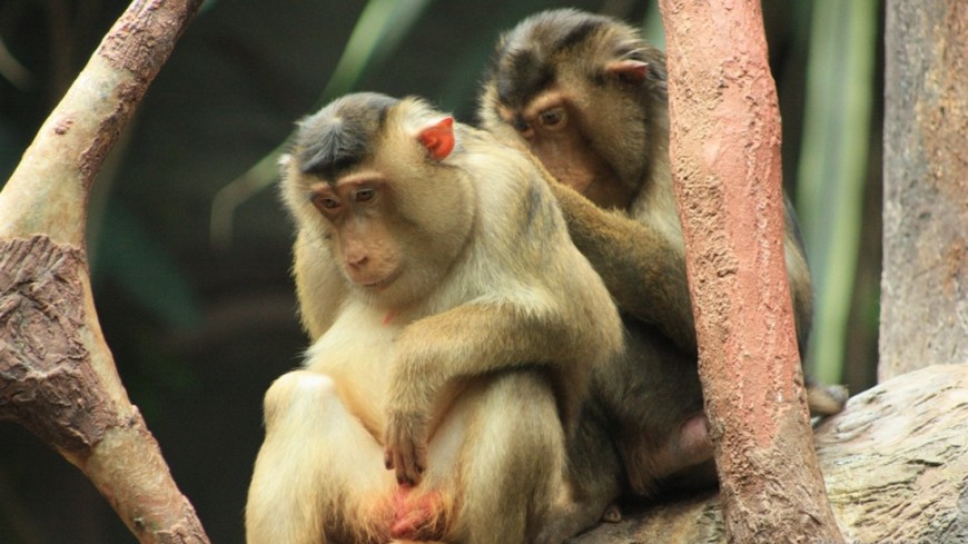 Фото: Мария Чегляева, &quot;«МИР 24»&quot;:http://mir24.tv/, зоопарк, макака, обезьяна, животные