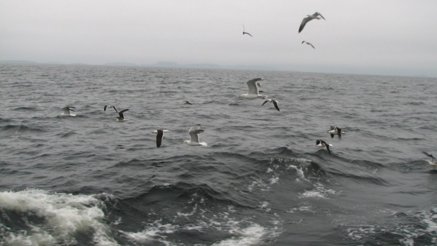 Фото: Елизавета Шагалова, &quot;«Мир 24»&quot;:http://mir24.tv/, утонул, белое море, море, чайки