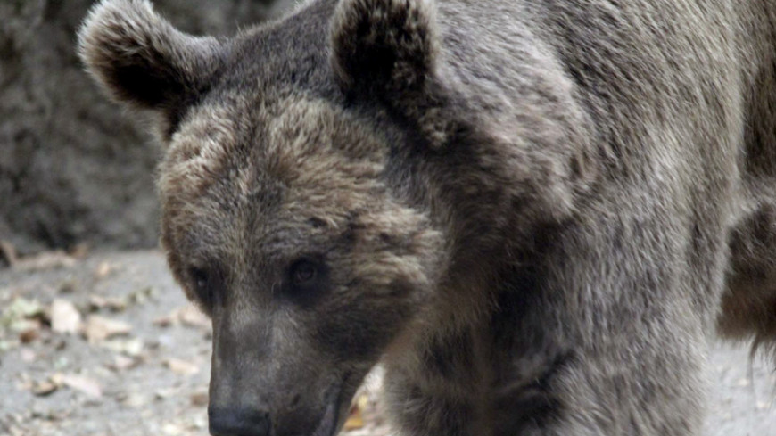 Россиян защитят от медведей спреи