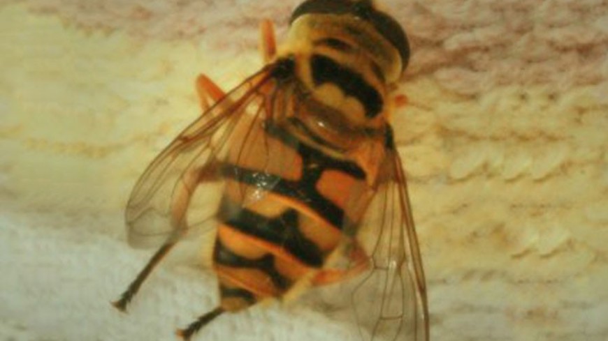 Фото: Елена Андреева &quot;«Мир24»&quot;:http://mir24.tv/, пчела