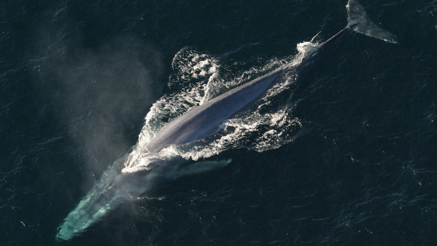 Среди синих китов отыскали «левшей»