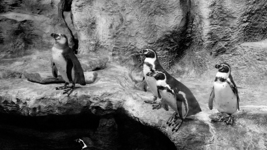 Пингвины-близнецы вылупились в Китае