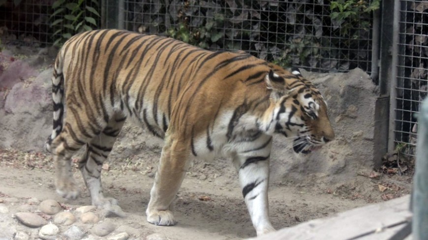 © Фото: &quot;Александр Попов, «МИР 24»&quot;:http://mir24.tv/, тигры, зоопарк, тигр